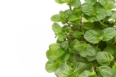 Beyaz arkaplanda izole edilmiş taze yeşil baharatlar, üst görünüm.