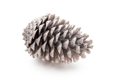 Noel çam kozalağı beyaz arka plan üzerinde. 