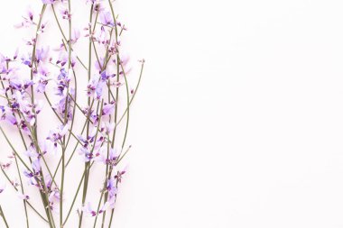 Çiçek kompozisyon. Pembe çiçekler pembe bir arka plan üzerinde. Paskalya, sp