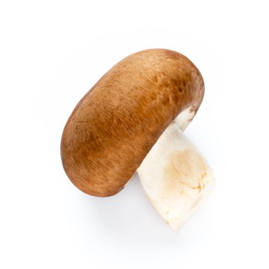 Taze şampiyon mantarları beyazda izole edilmiş.. 