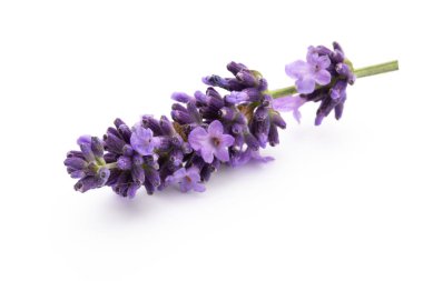 Beyaz arkaplanda lavanta çiçekleri.