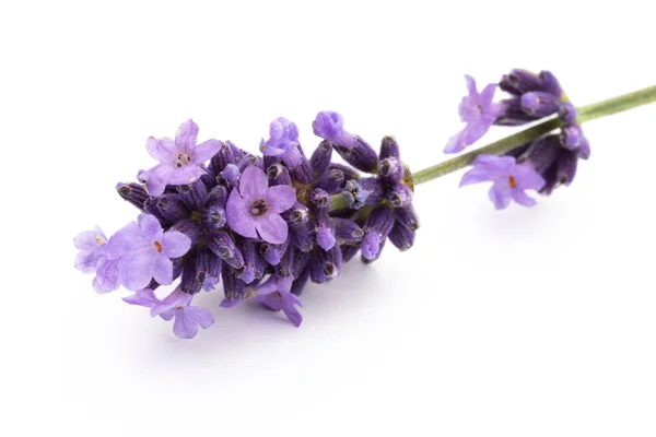 Lavendel bloemen op een witte achtergrond. — Stockfoto