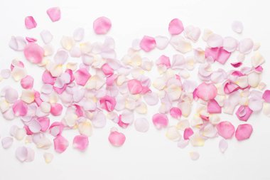 Beyaz arka planda pembe gül yaprakları. Düz yatış, üst görünüm