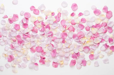 Beyaz arka planda pembe gül yaprakları. Düz yatış, üst görünüm