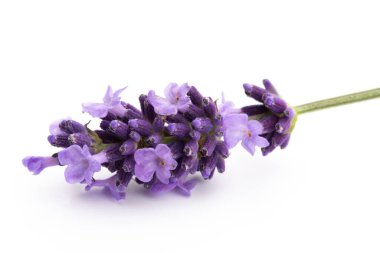 Lavanta çiçekleri beyaz arkaplanda izole edilmiş..