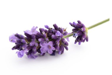 Lavanta çiçekleri beyaz arkaplanda izole edilmiş..