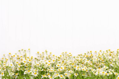 Beyaz arka planda papatya çiçekleri. Düz yatıyordu.