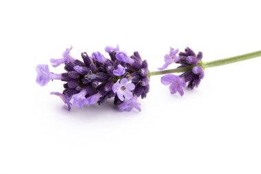 Lavanta çiçekleri beyaz arkaplanda izole edilmiş..