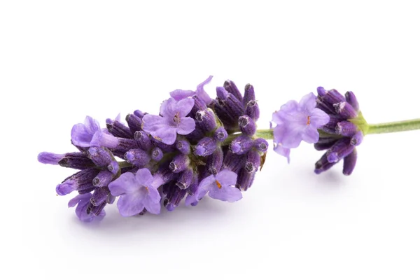 Lavendel Bloemen Bos Gebonden Geïsoleerd Witte Achtergrond — Stockfoto