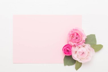 Beyaz arka planda güzel renkli ranunculus çiçekleri. Sevgililer Günü tebrik kartı..