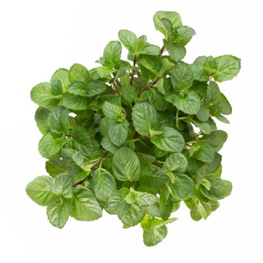 Maydanoz, fesleğen, salvija, yapraklar, kekik, beyaz arka planda naneli baharat..