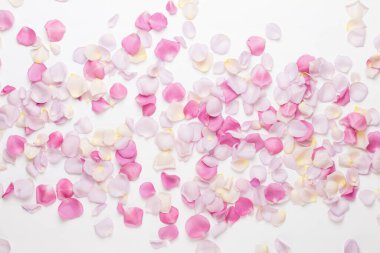 Pastel gül yaprakları beyaz arka planda. Düz konum, üst görünüm, kopyalama alanı.