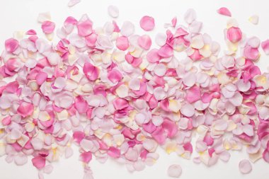 Pastel gül yaprakları beyaz arka planda. Düz konum, üst görünüm, kopyalama alanı.