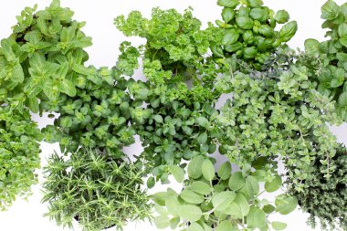 Beyaz arka planda izole edilmiş çeşitli taze otlar. Marjoram, maydanoz, fesleğen, biberiye, kekik, adaçayı.