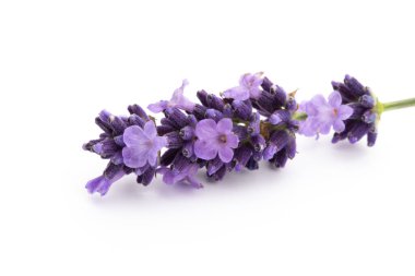 Lavanta çiçekleri beyaz arkaplanda izole edilmiş..
