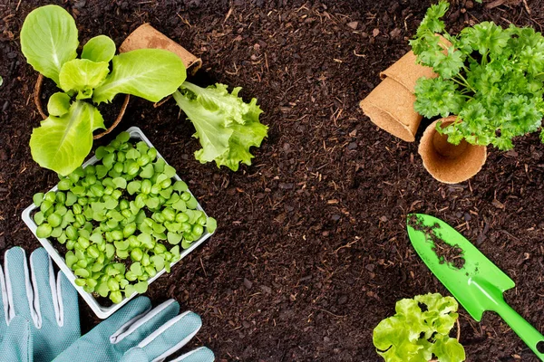 Mujer Plantando Plántulas Jóvenes Ensalada Lechuga Huerto — Foto de Stock