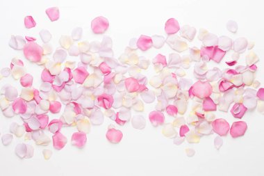 Pastel gül yaprakları beyaz arka planda. Düz konum, üst görünüm, kopyalama alanı.