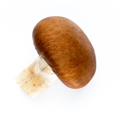 Taze şampiyon mantarları beyazda izole edilmiş.. 