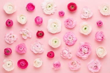 Pembe arka planda güzel renkli ranunculus çiçekleri. Bahar tebrik kartı..