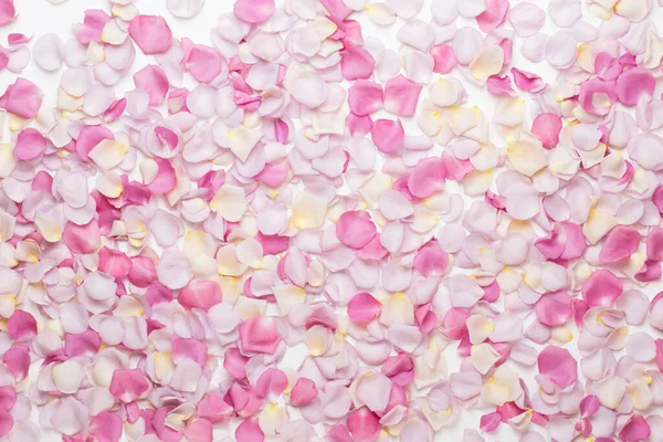 Pastel gül yaprakları beyaz arka planda. Düz konum, üst görünüm, kopyalama alanı.