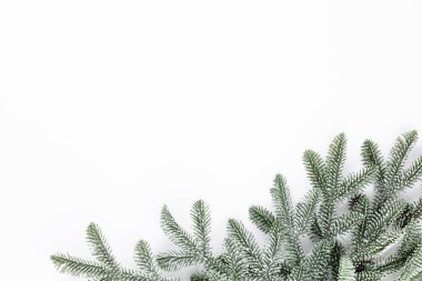 Beyaz zemin üzerinde köknar ağacı dalları Noel kompozisyonu.