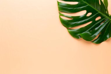 Renkli arka planda canavar yaprağı. Palmiye yaprağı, gerçek tropikal orman yeşilliği İsviçre peynir bitkisi. Düz yatış ve üst görünüm.