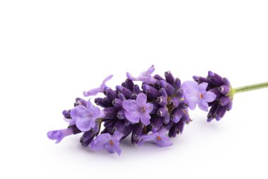 Lavanta çiçekleri beyaz arkaplanda izole edilmiş..