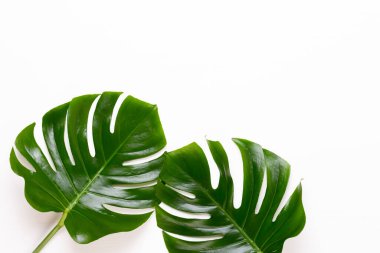 Beyaz ahşap arka planda canavar yaprağı. Palmiye yaprağı, gerçek tropikal orman yeşilliği İsviçre peynir bitkisi. Düz yatış ve üst görünüm.