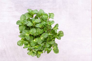 Maydanoz, fesleğen, salvija, yapraklar, kekik, beyaz arka planda naneli baharat..