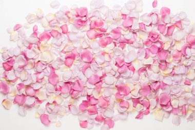 Pastel gül yaprakları beyaz arka planda. Düz konum, üst görünüm, kopyalama alanı.