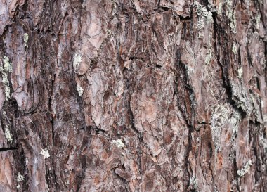 Genç çam yakın çekim kahverengi kabuğu dokusu