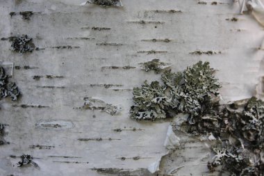 Rus huş ağacı kabuğu siyah-beyaz çizgili doğal dokusuna