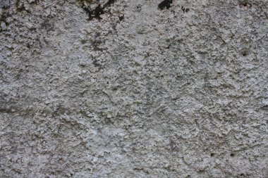 eski beton levha yüzeyinde yosun kaplı