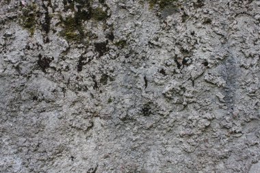 eski beton levha yüzeyinde yosun kaplı