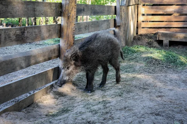 Young wild boar in the paddock — Stock Photo, Image