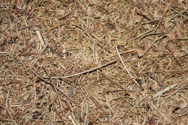 Kırmızı orman karıncalarının bir karınca tepesiyüzeyi.