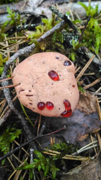 Hydnellum peckii - fungo di legno in pineta . Immagini Stock Royalty Free