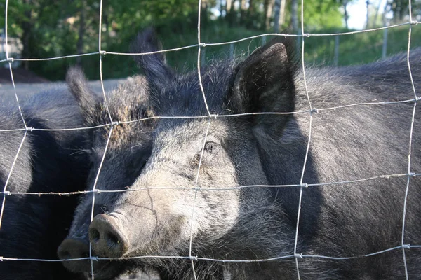 Wildschweinweibchen — Stockfoto