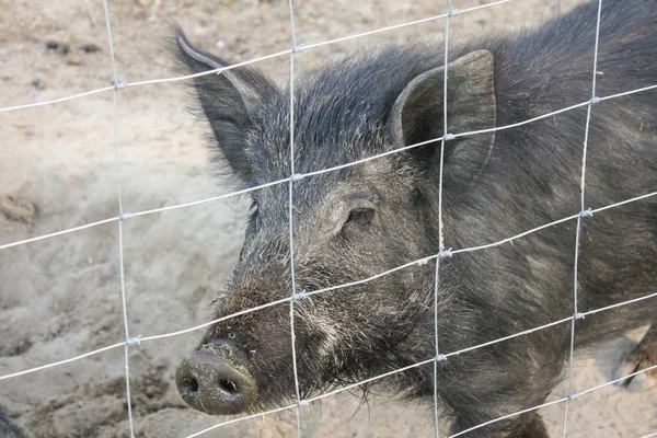 Wildschweine auf dem Öko-Bauernhof — Stockfoto