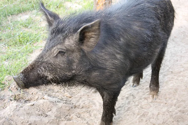 Yaban domuzu çevre çiftlik — Stok fotoğraf