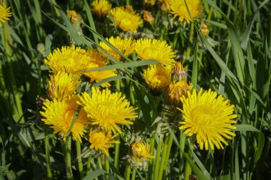 bir bahar alandaki sarı karahindiba