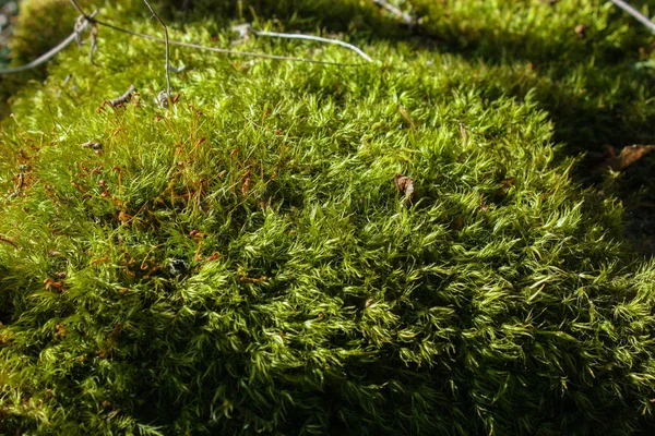 Imagen de primer plano de musgo verde — Foto de Stock