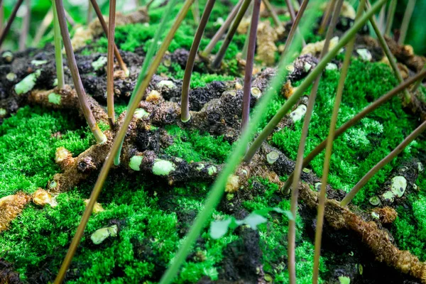 Las raíces y brotes de helecho en el musgo verde — Foto de Stock