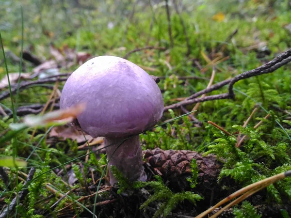 Lepista nuda. Редкие виды грибов крупным планом — стоковое фото