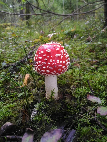 Amanita Muscaria. Vermelho venenoso mosca Agaric cogumelo na floresta — Fotografia de Stock