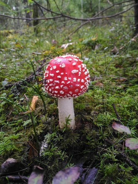 Amanita Muscaria. Red poisonous Fly Agaric mushroom in forest