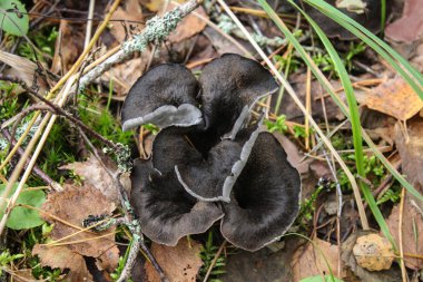 Siyah trompet mantar, Horn of Plenty, Caterellus cornucopioides, ormanın içinde yemyeşil yosun