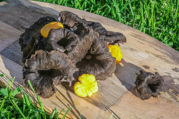 Cogumelos delicados, chanterelles preto e amarelo close-up — Fotografia de Stock