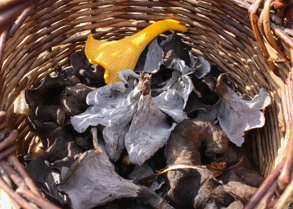 İncelik mantar, siyah ve sarı chanterelles sepet