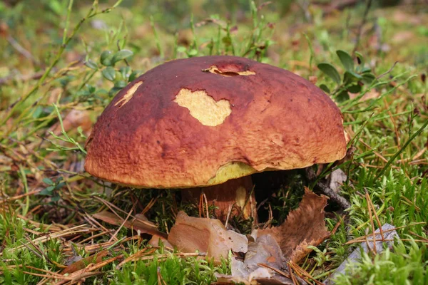 Large Polish Mushroom Forest Sunny Afternoon Close — Stock Photo, Image